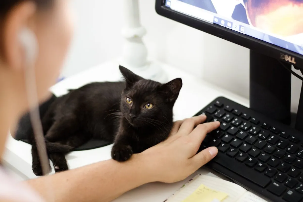 Um gatinho preto de olhos amarelos está sentado sobre a mesa de trabalho, ao lado de um teclado e sob o braço de uma pessoa que está usando o computador. A cena ilustra o ambiente de trabalho doméstico e a necessidade de coordenação motora fina ao digitar.